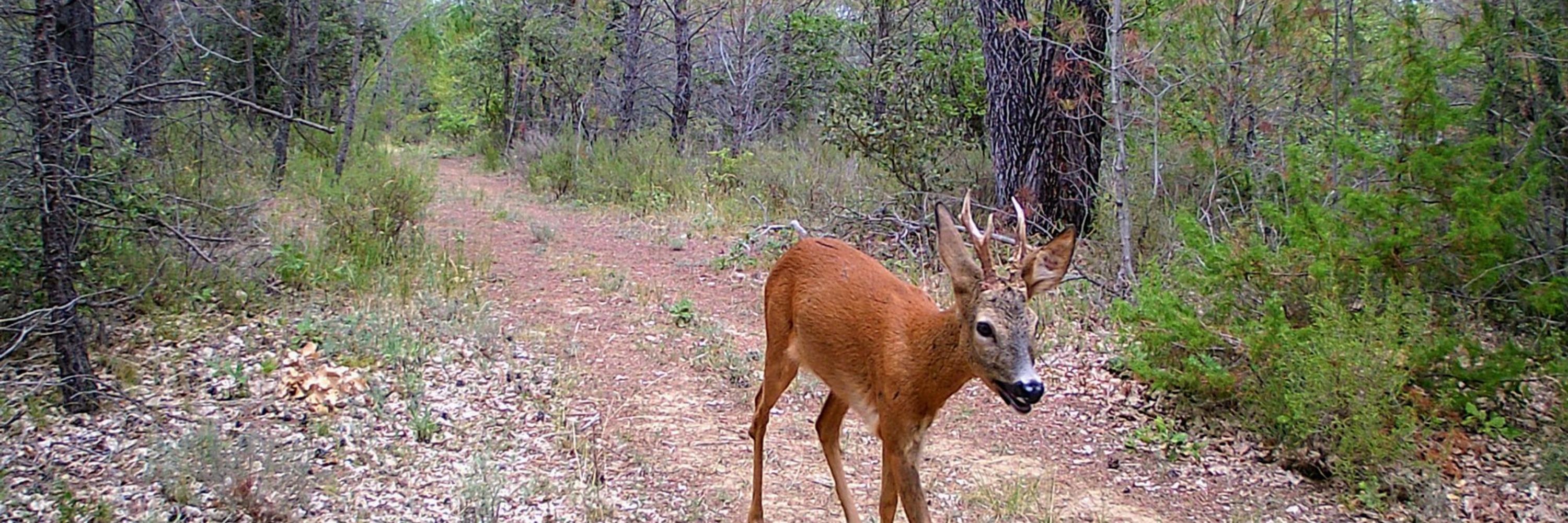 Faune Sauvage Sud