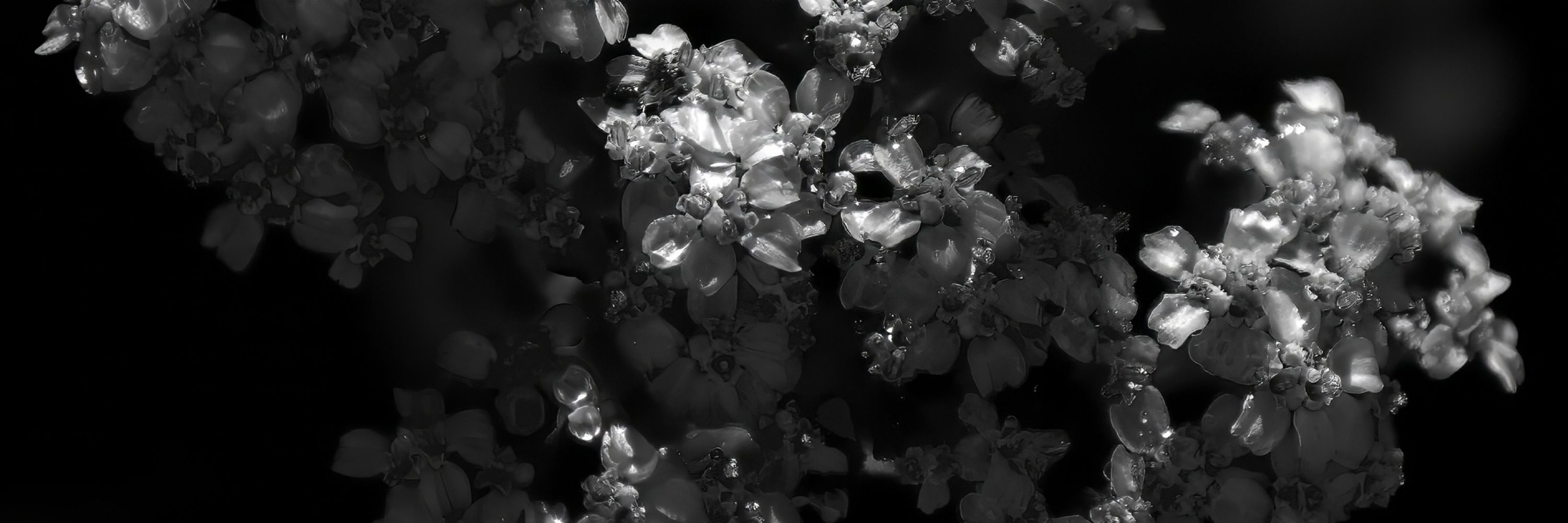 The Skeleton's Garden 💀🥀