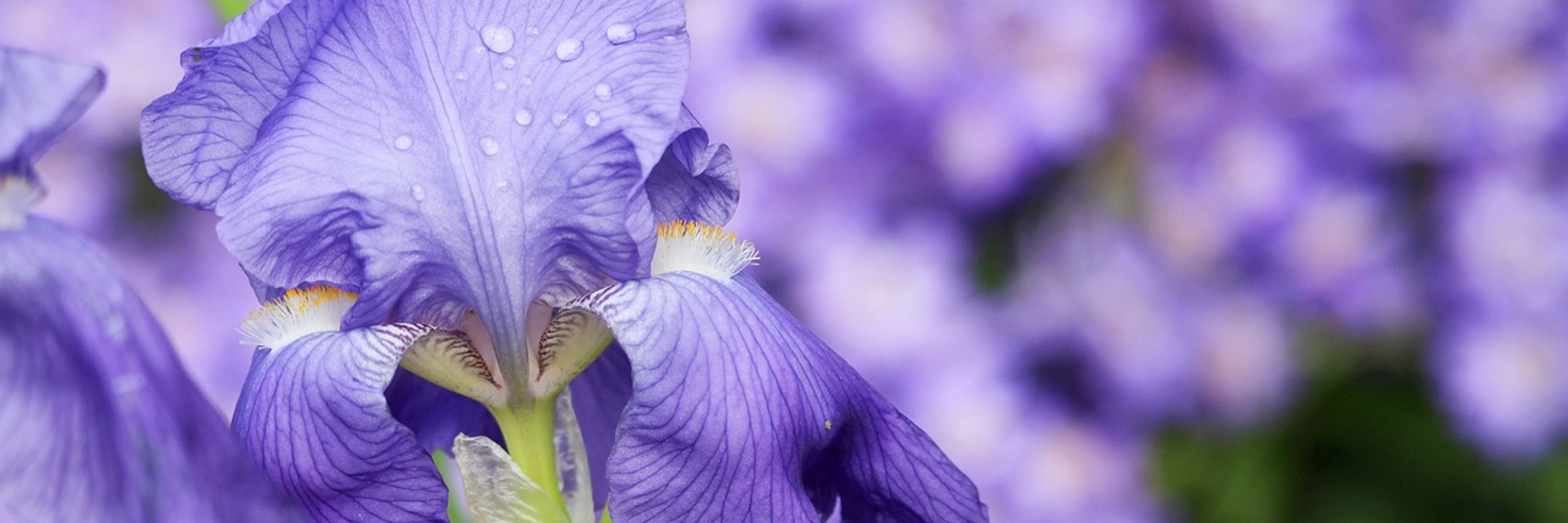 50 Iris