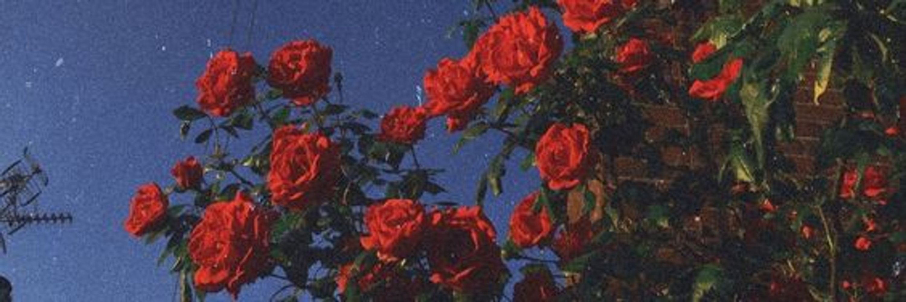 空🌹✨