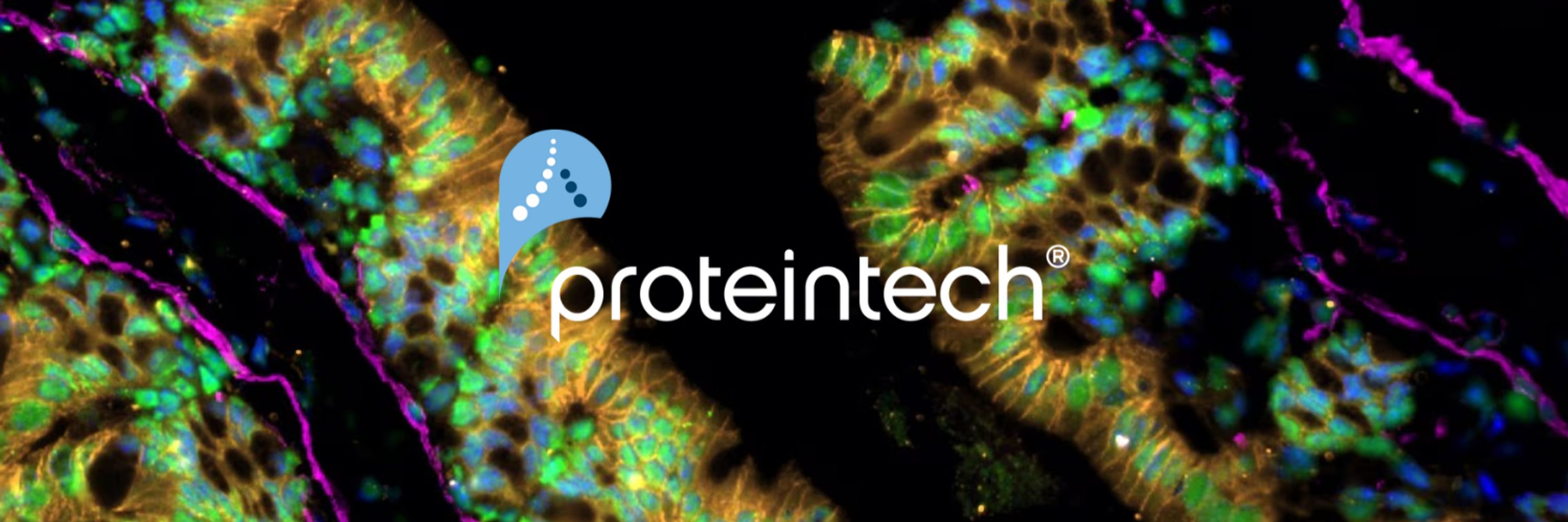 Proteintech