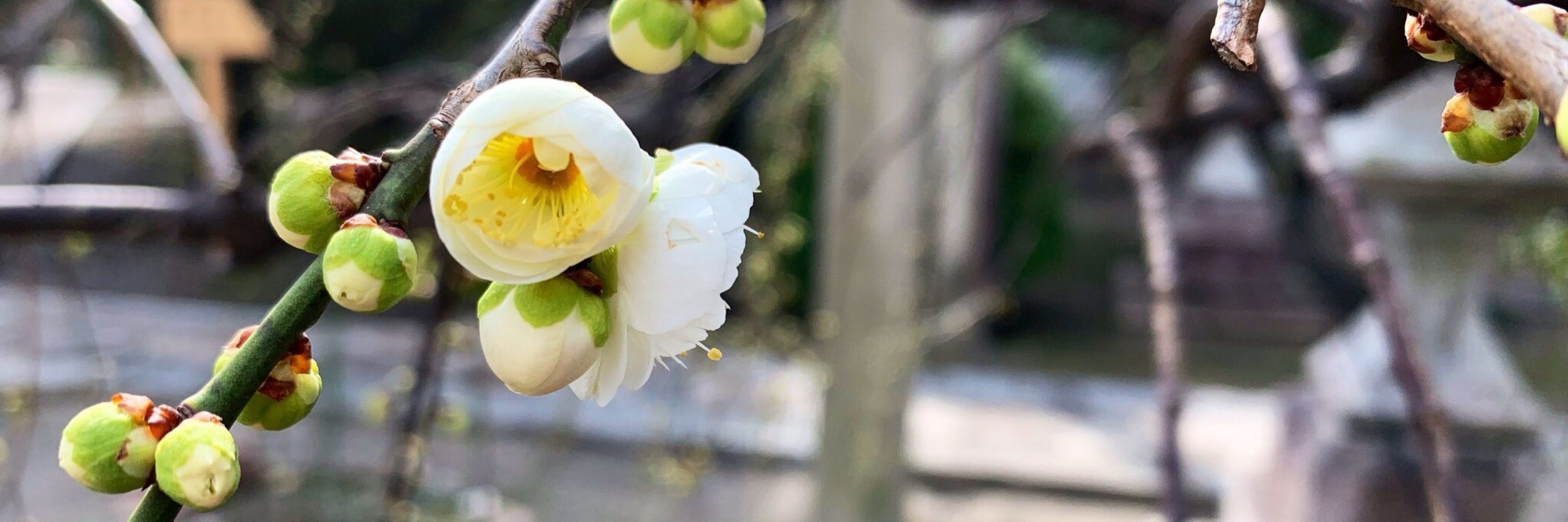 おっしー