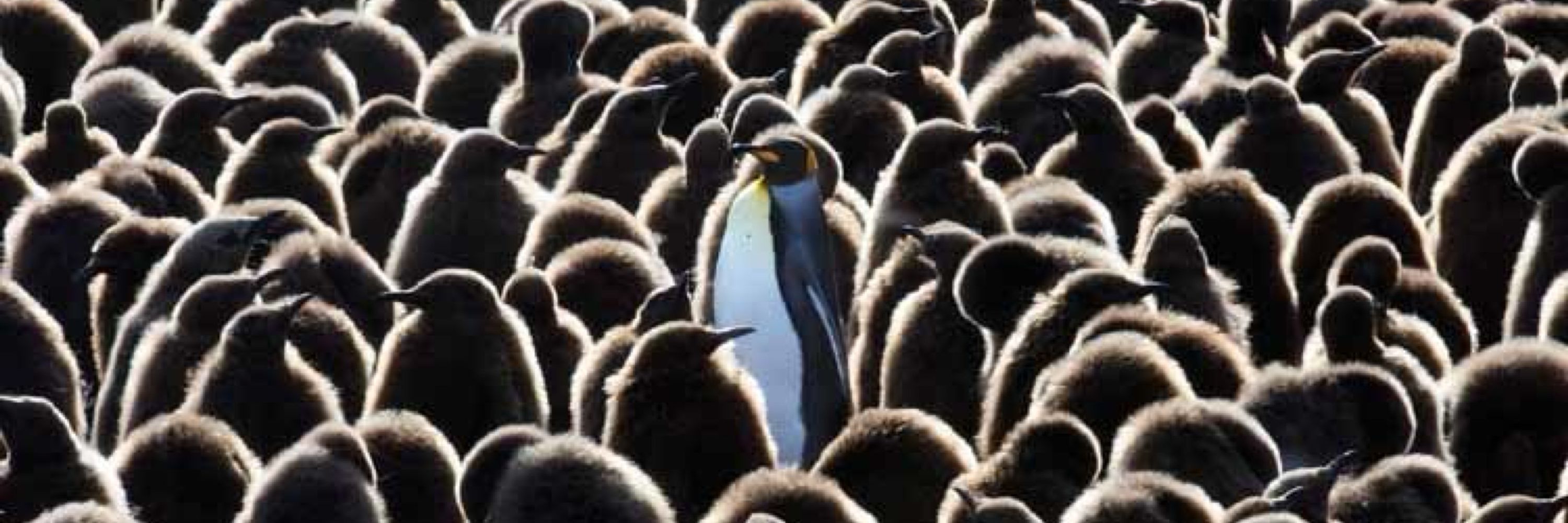 Penguins Against Trump