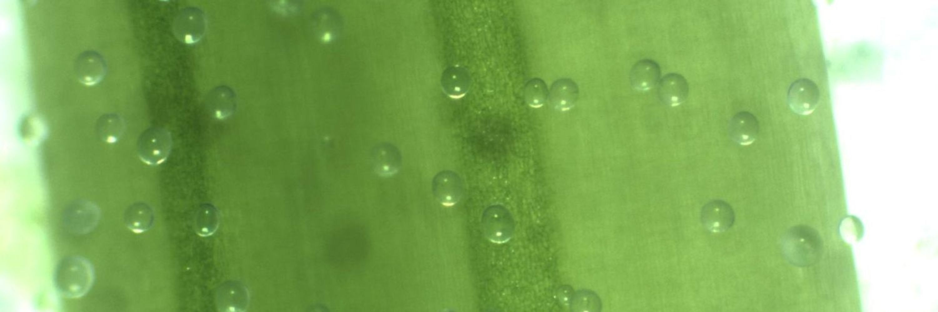 FisioKlima-AgroSosT Lab