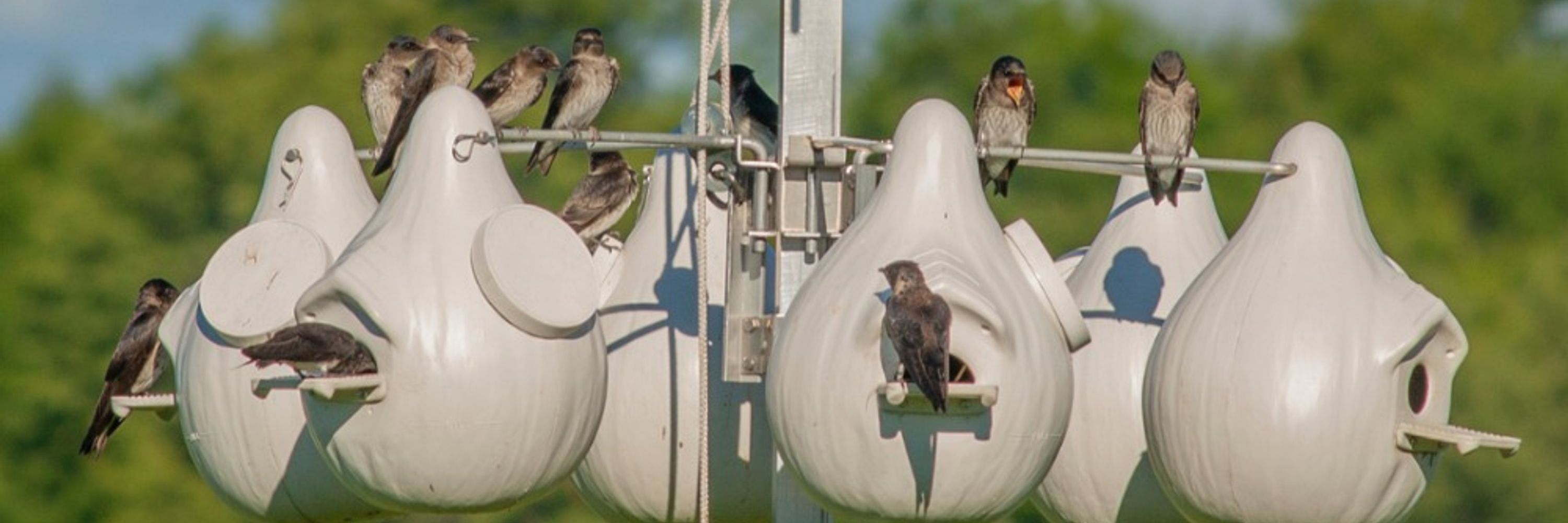Purple Martin Conservation Association
