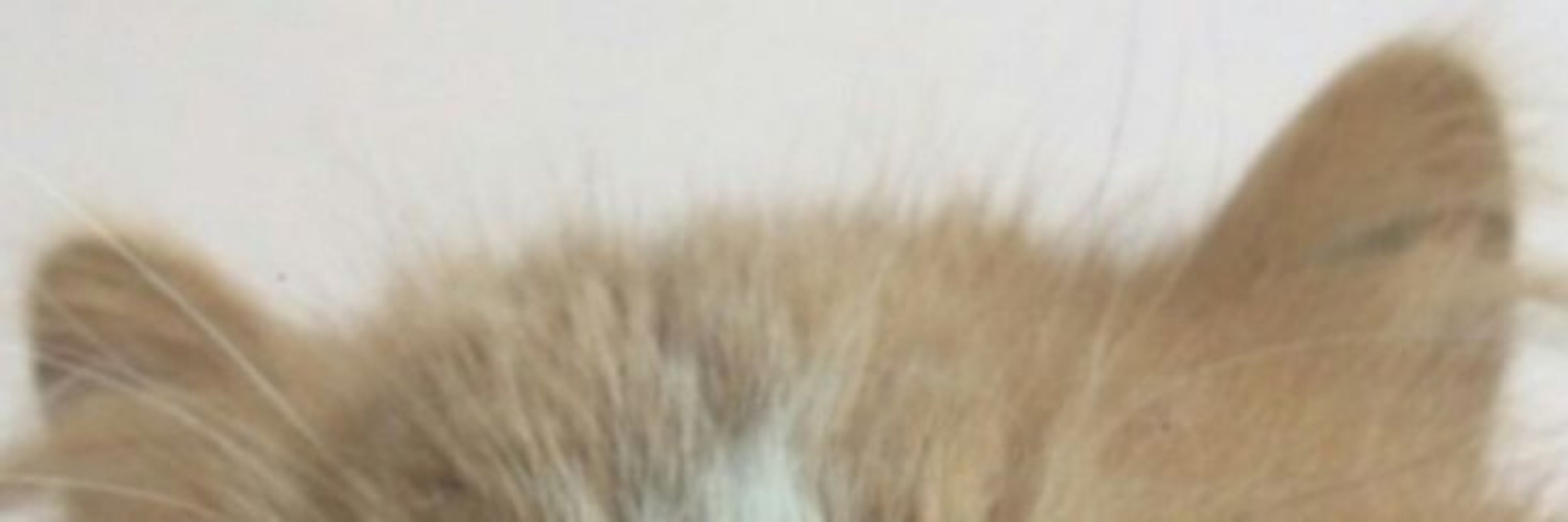 c¡