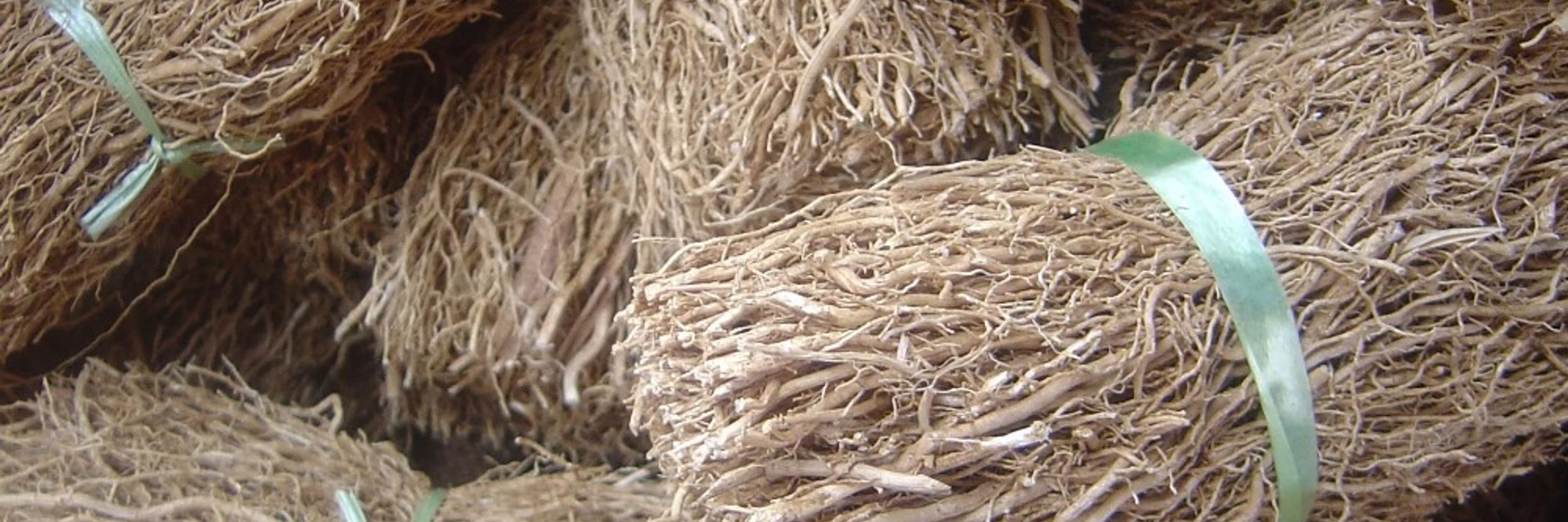 Black Vines