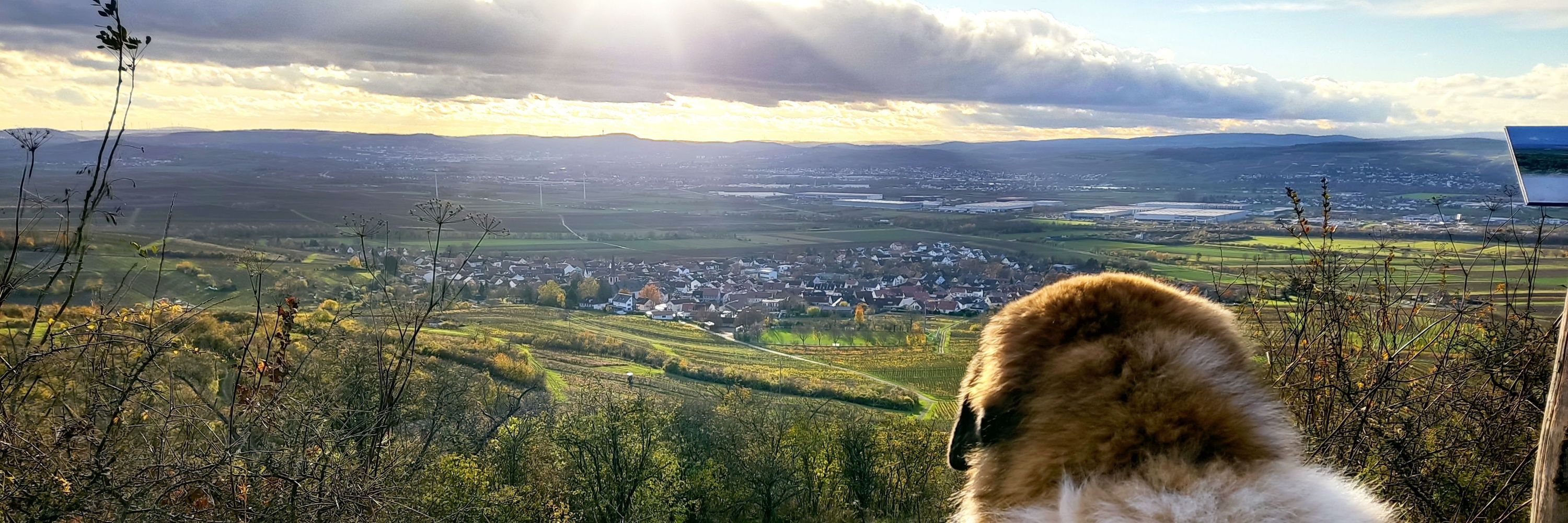 King Jakob