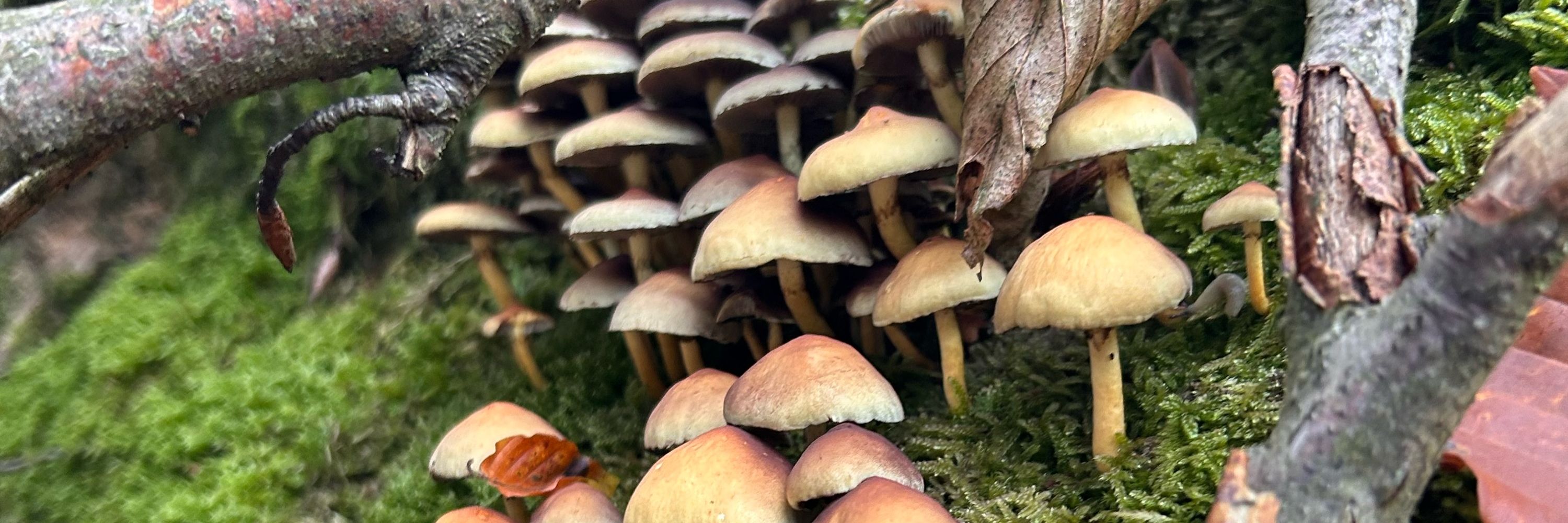 Triceltika