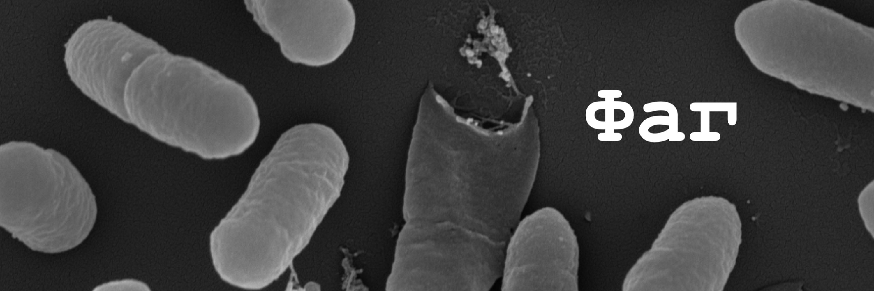 Molecular Microbiology