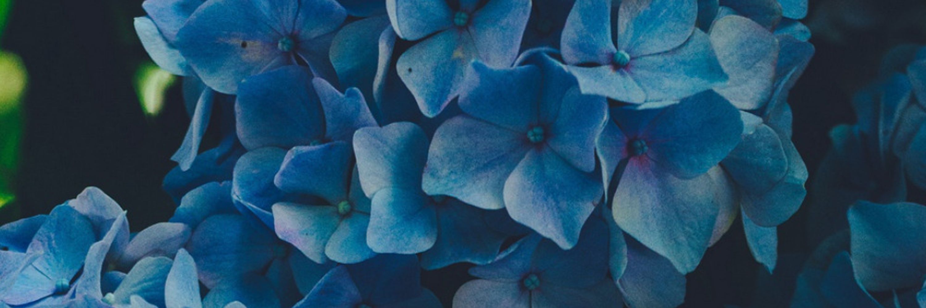 Syringa