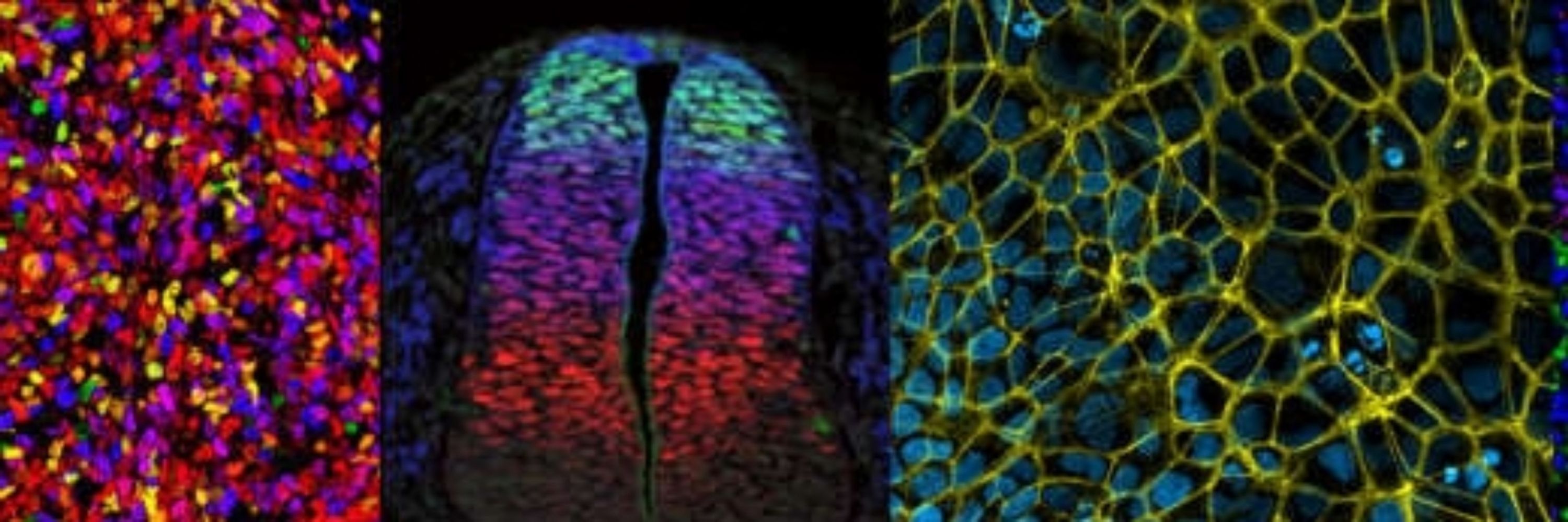 The Ribes & Nedelec's Lab