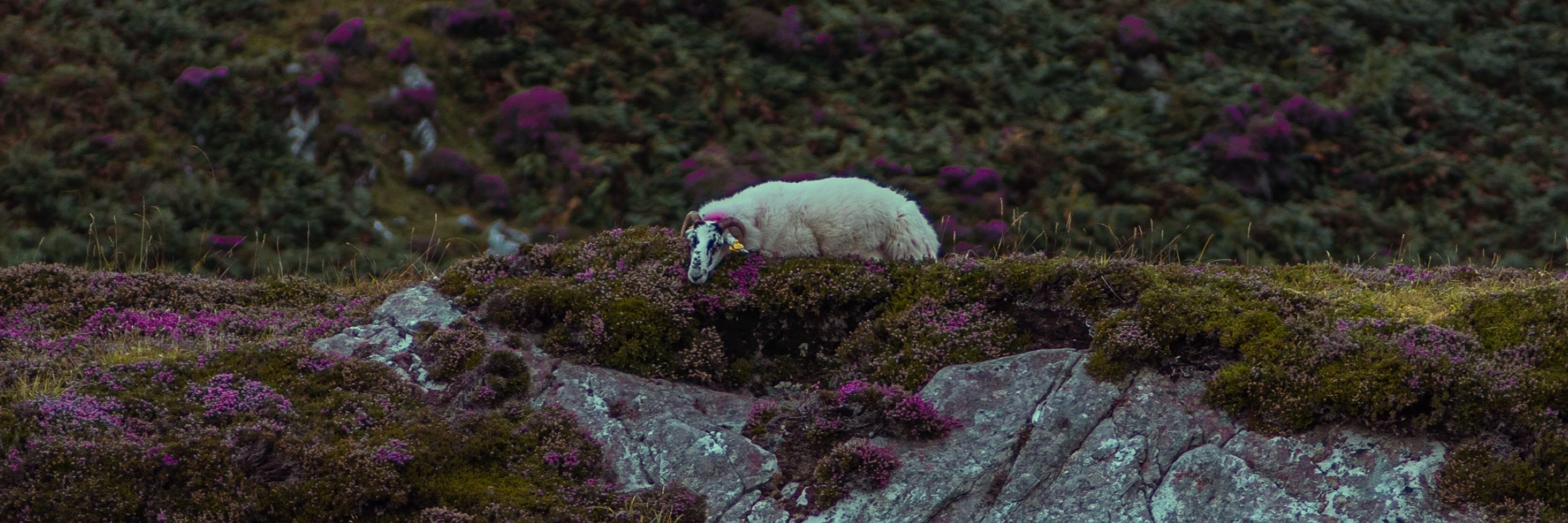 Caolan MacSheoin
