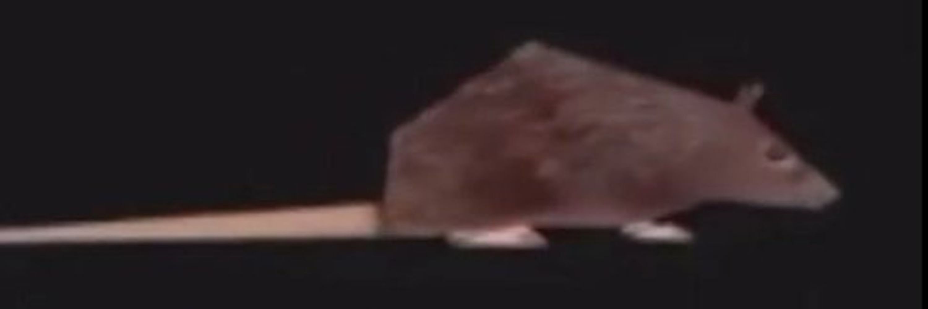 Cordessia 🐀