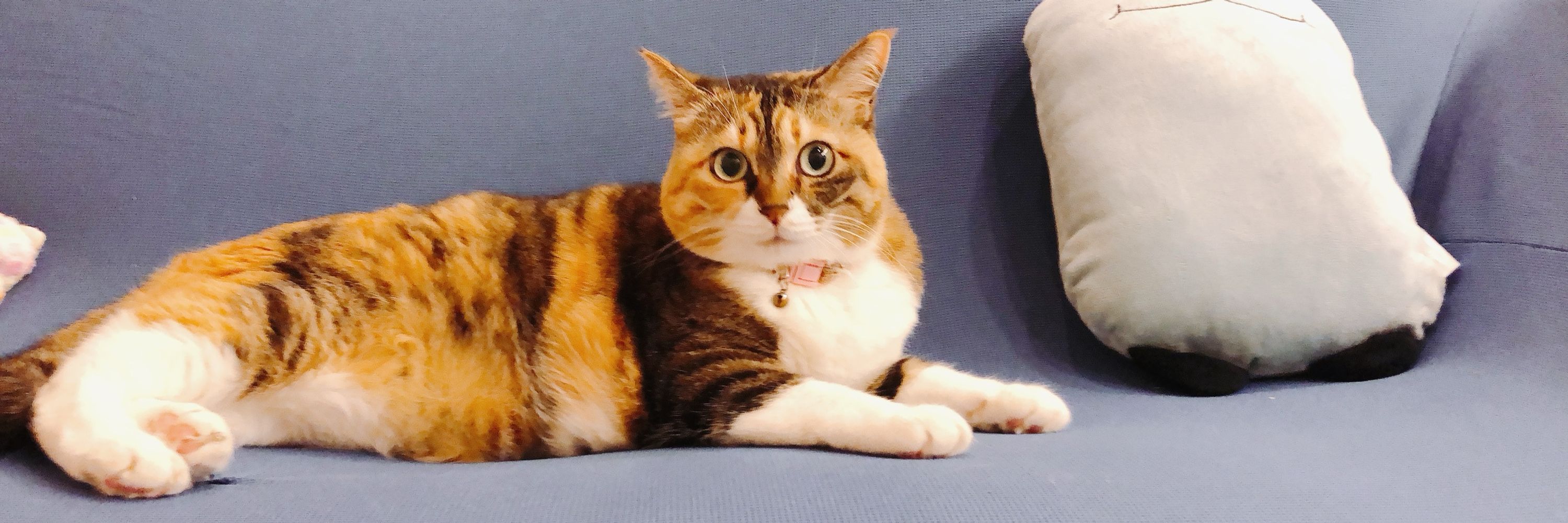 pico