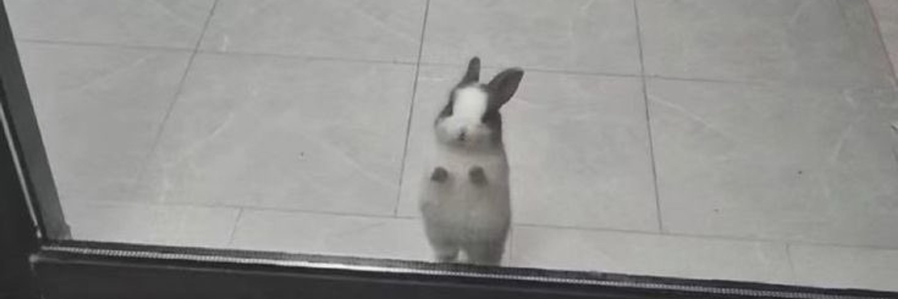 피신쯴