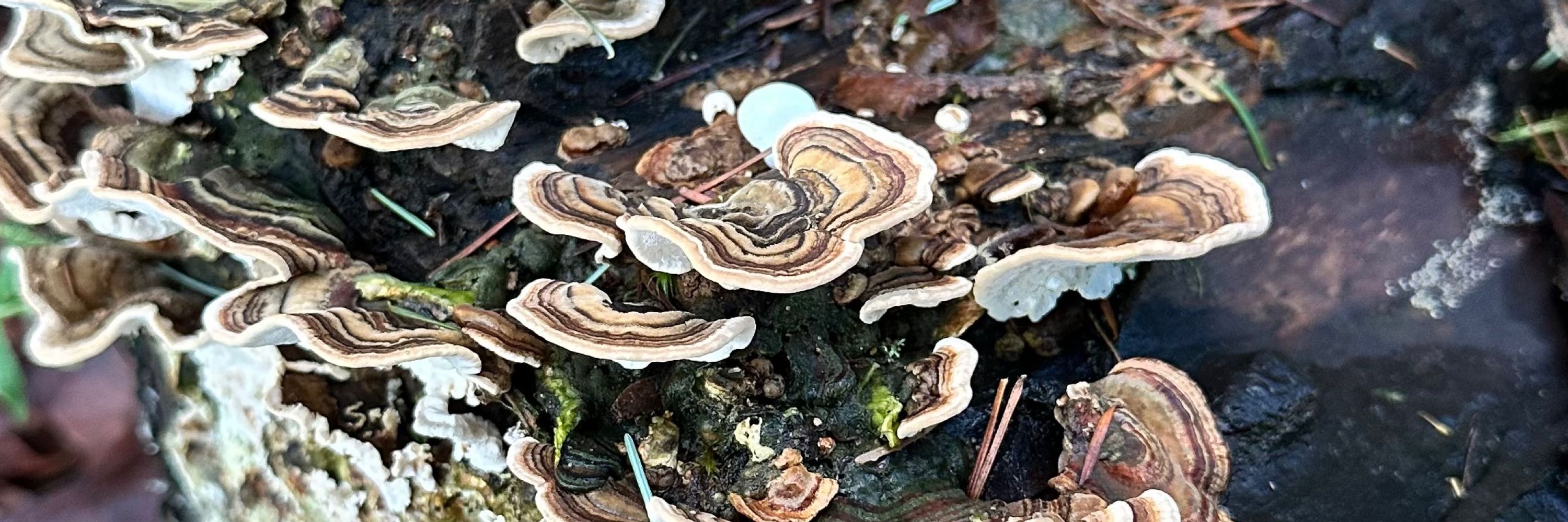 I am a mushroom