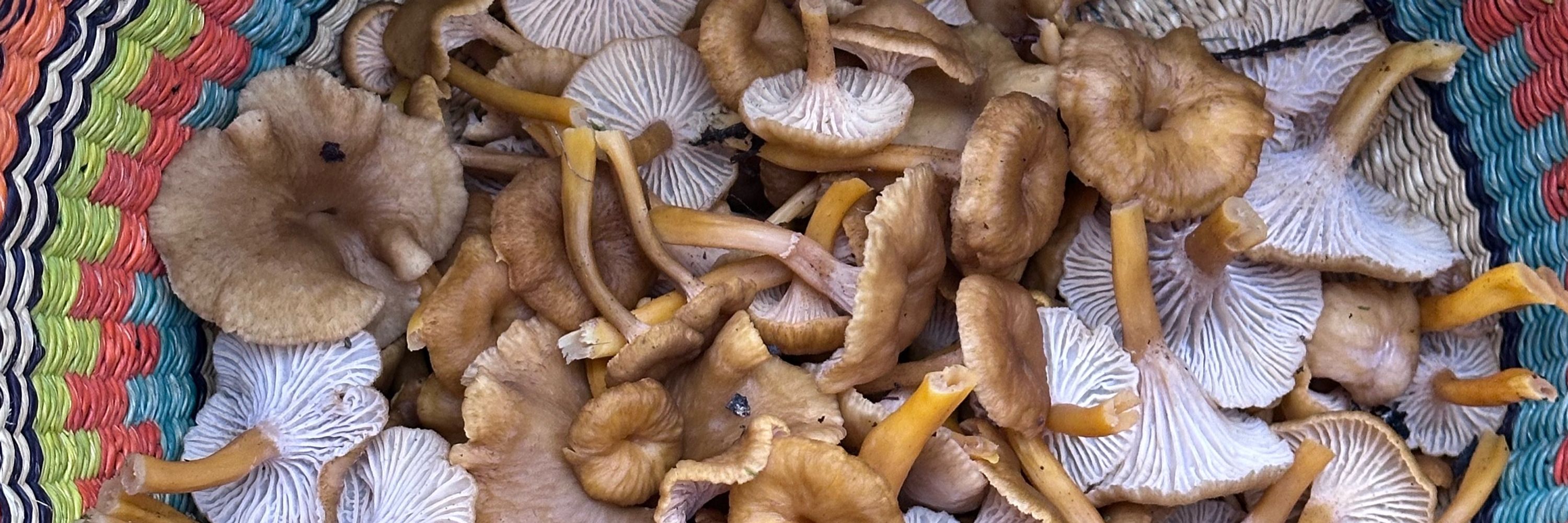 MycoSteph | Stephanie Dacre