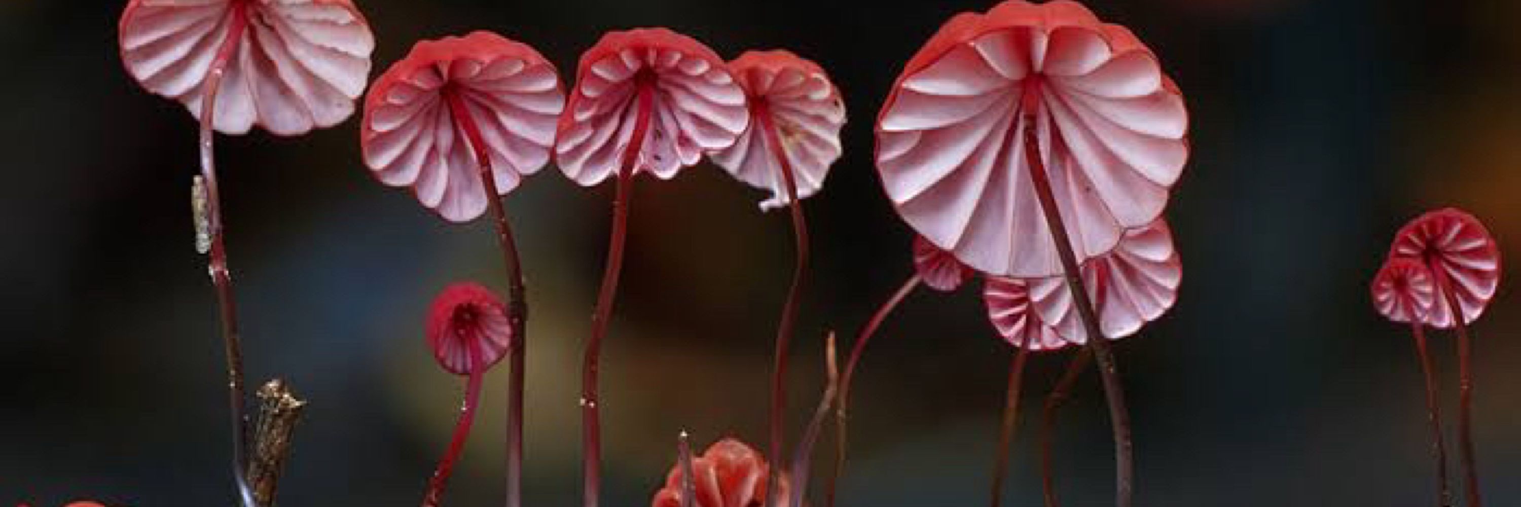 Simplyfungi