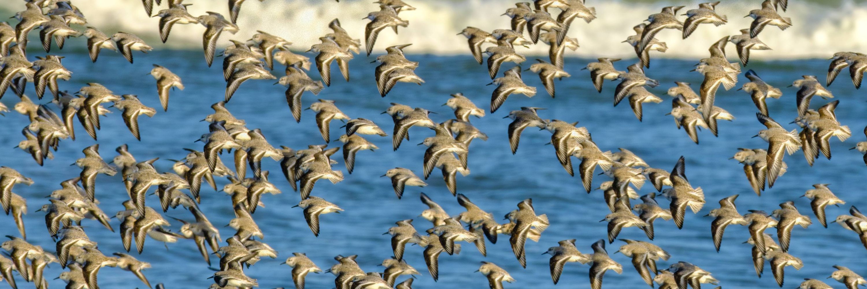 Réserve Naturelle nationale de la Baie de Saint-Brieuc