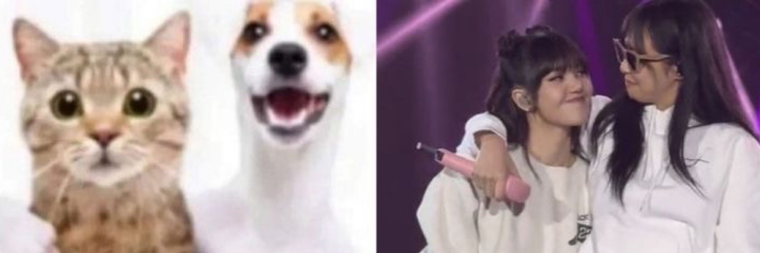 acervo jenlisa