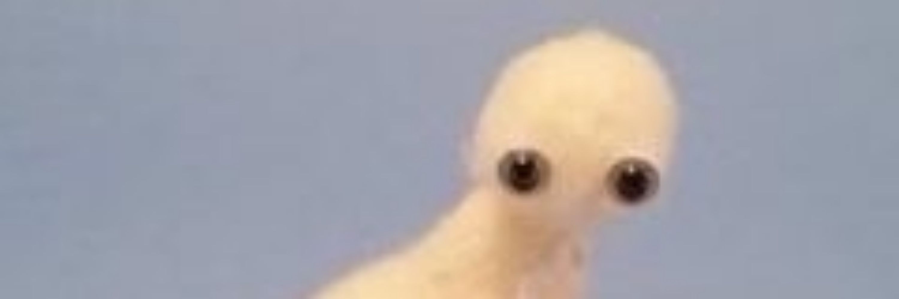 sammy