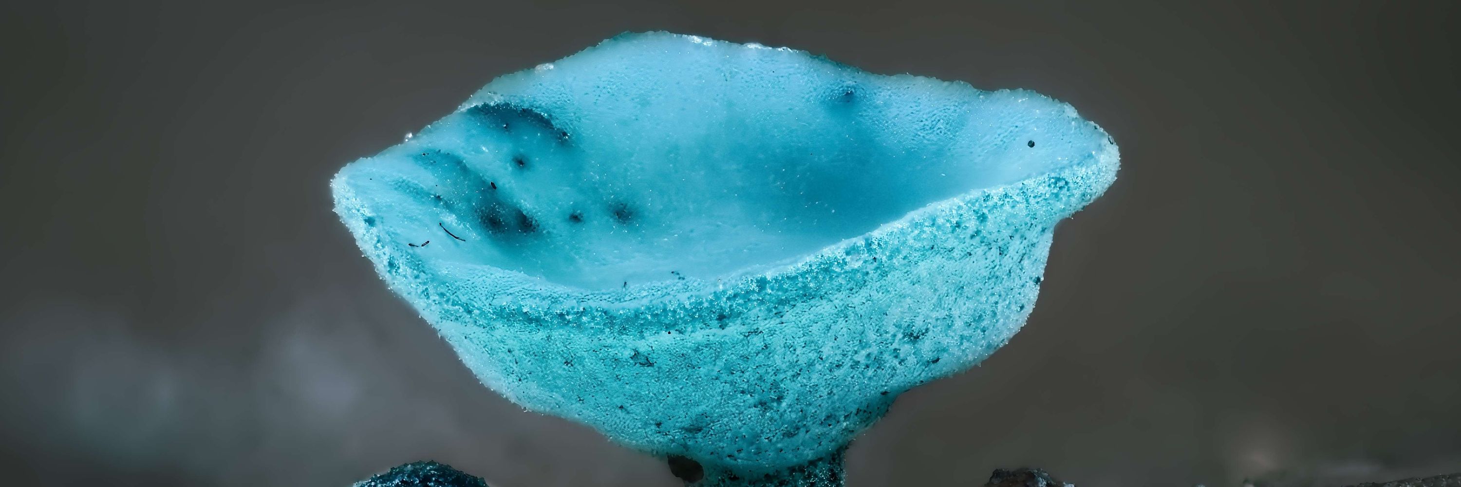 Mycosphaera