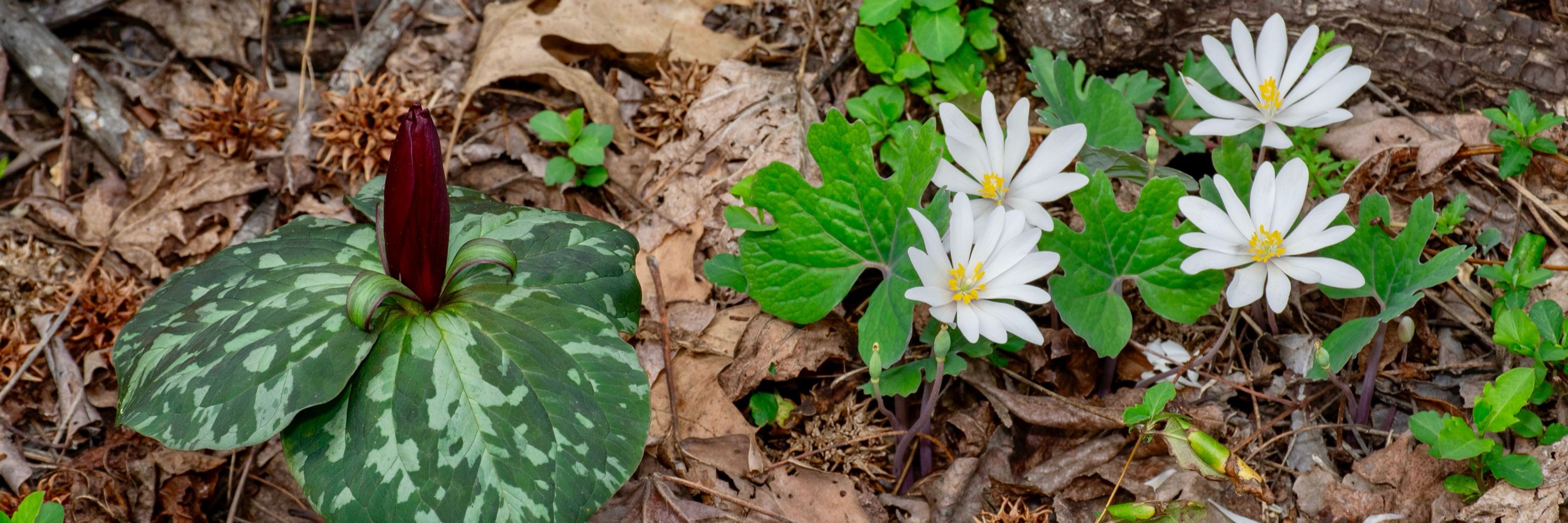 Southern Piedmont Natural History