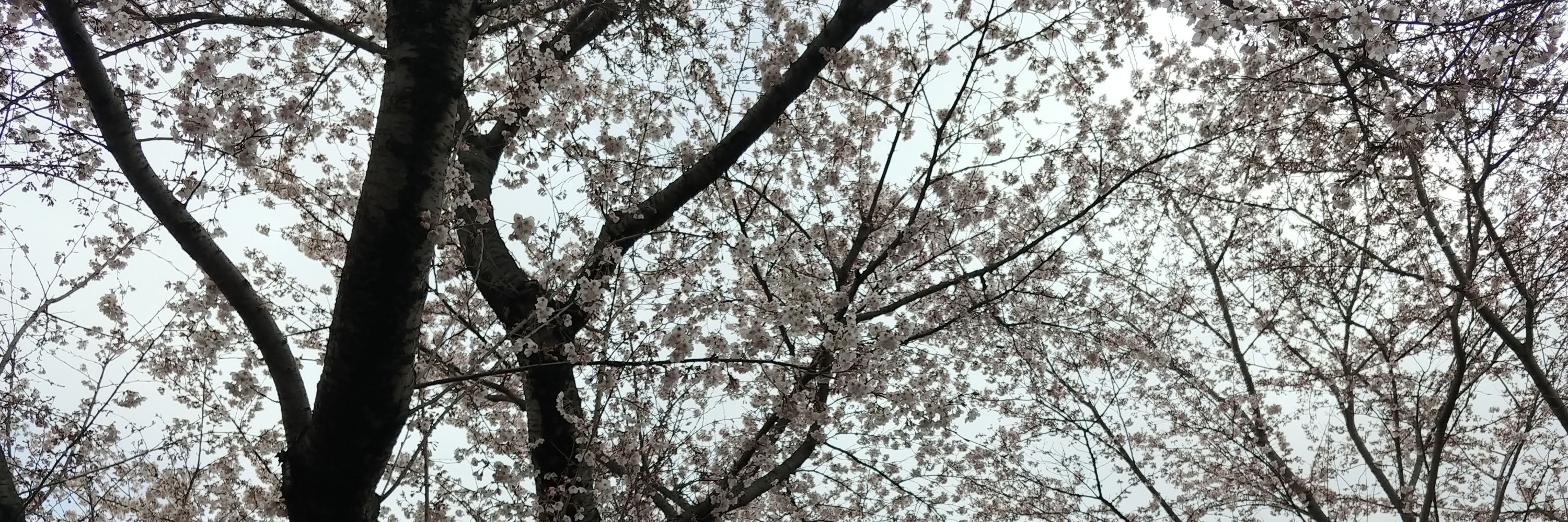 かってぃー
