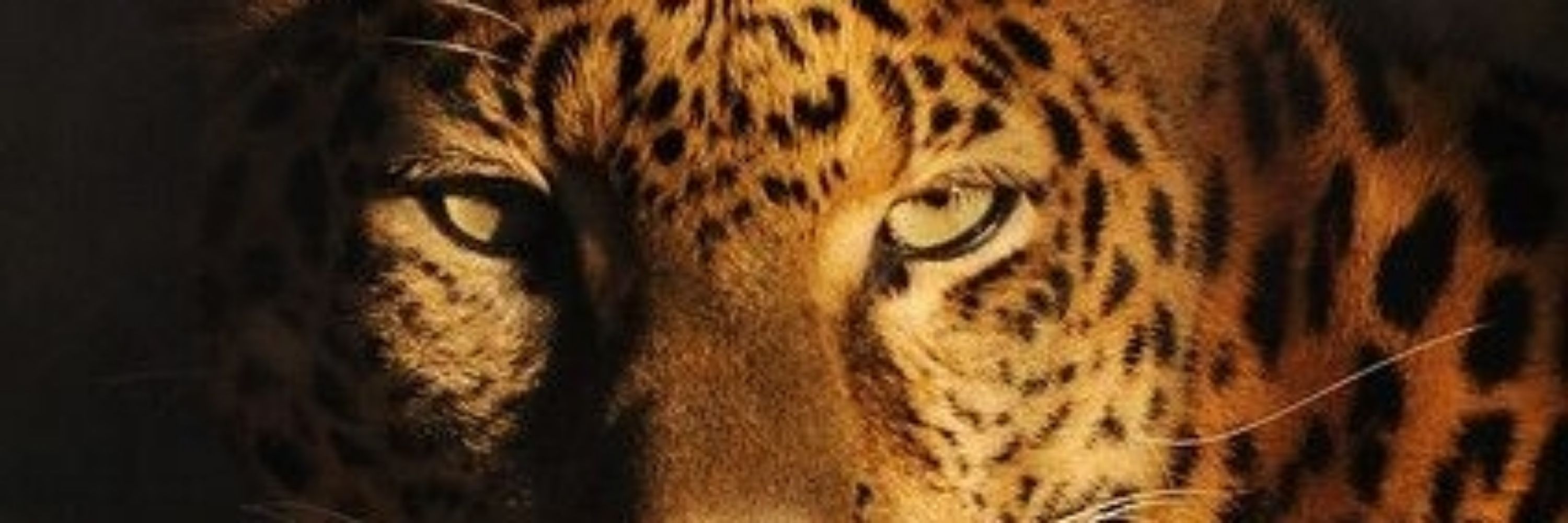 Julia🐆