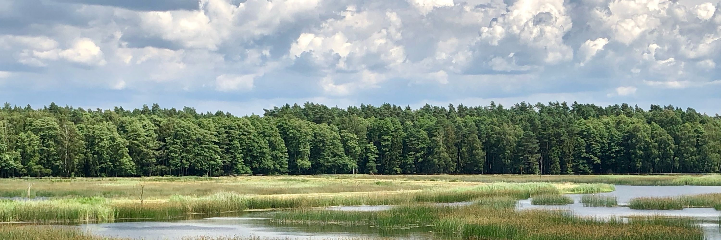 ZefirynaWichura