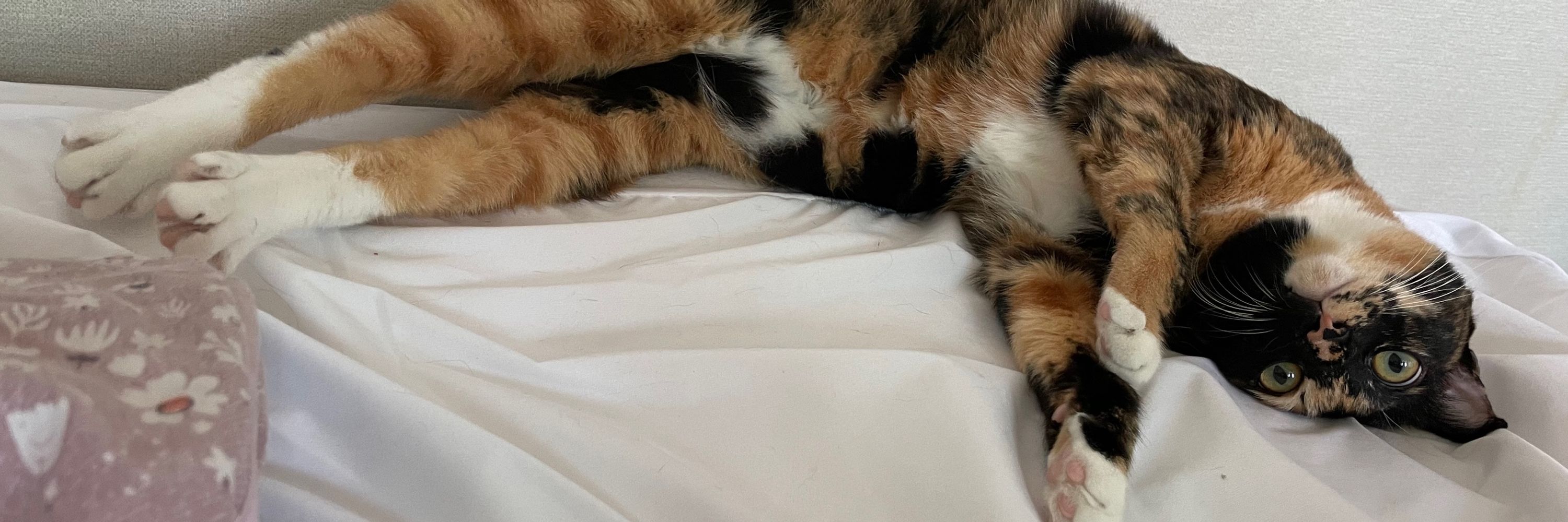 잔