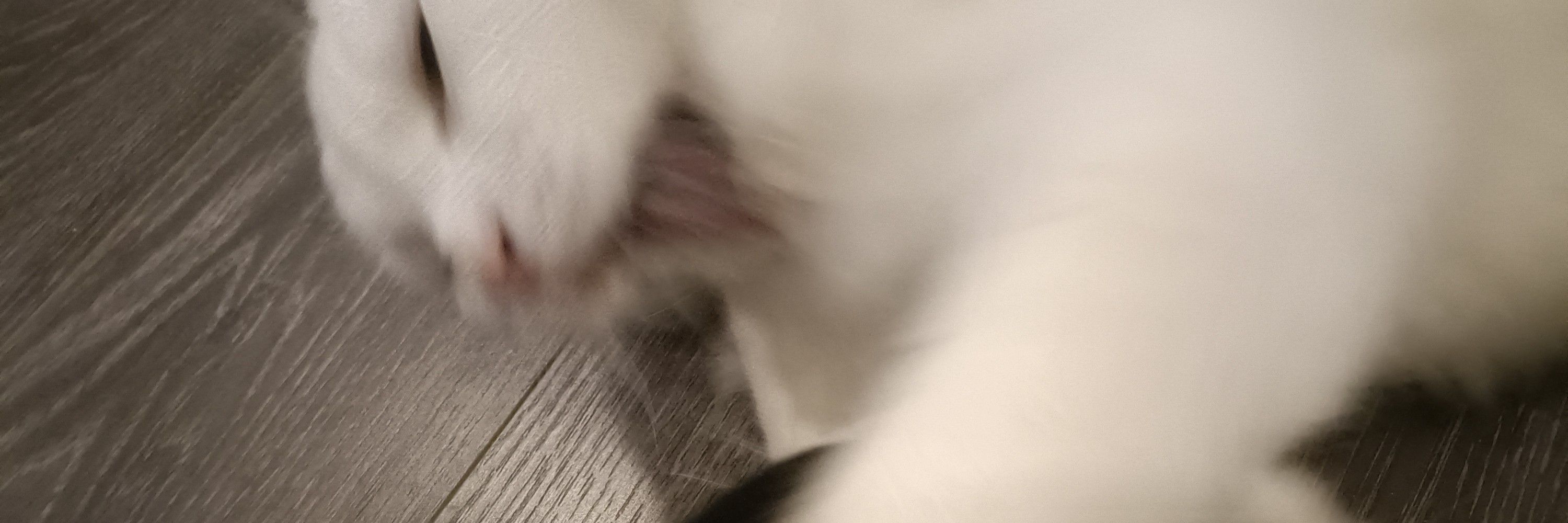 😺ซันนี่ไลอ้อน😺