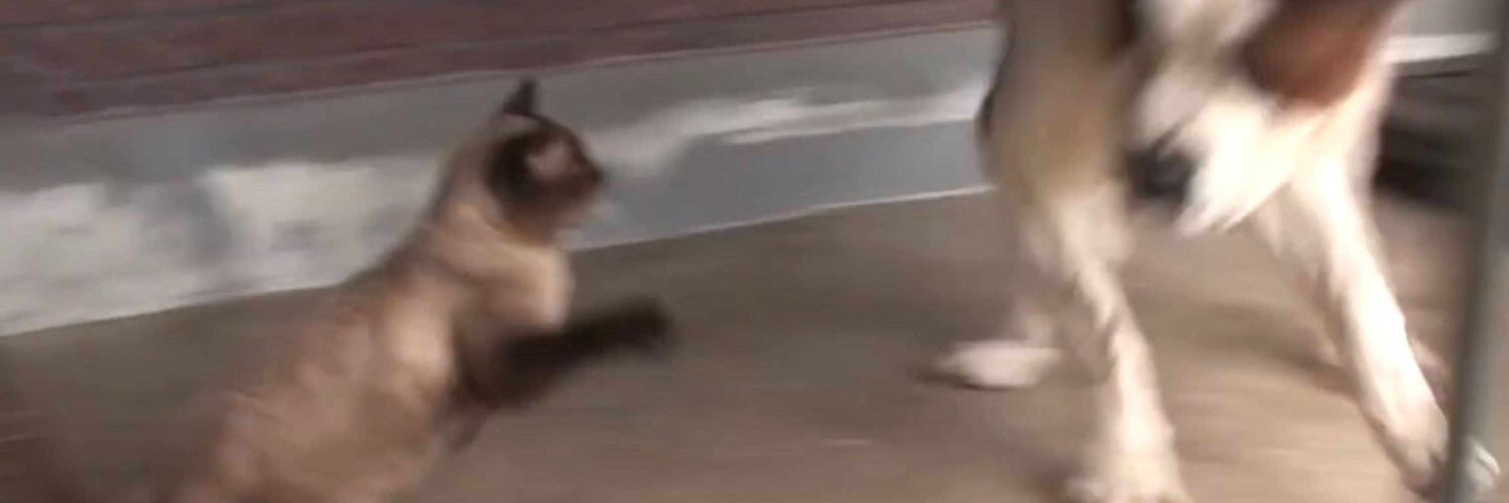 渡嘉敷