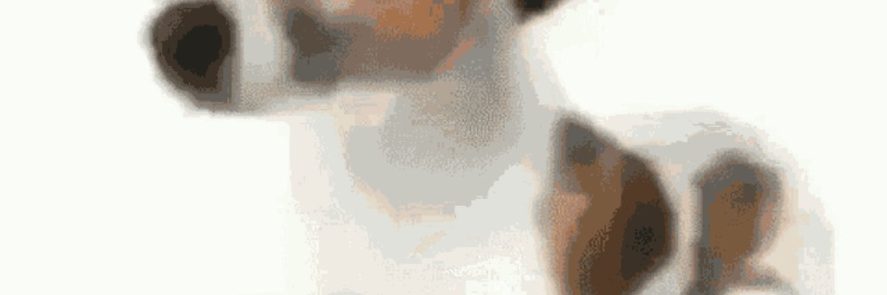 Daniez