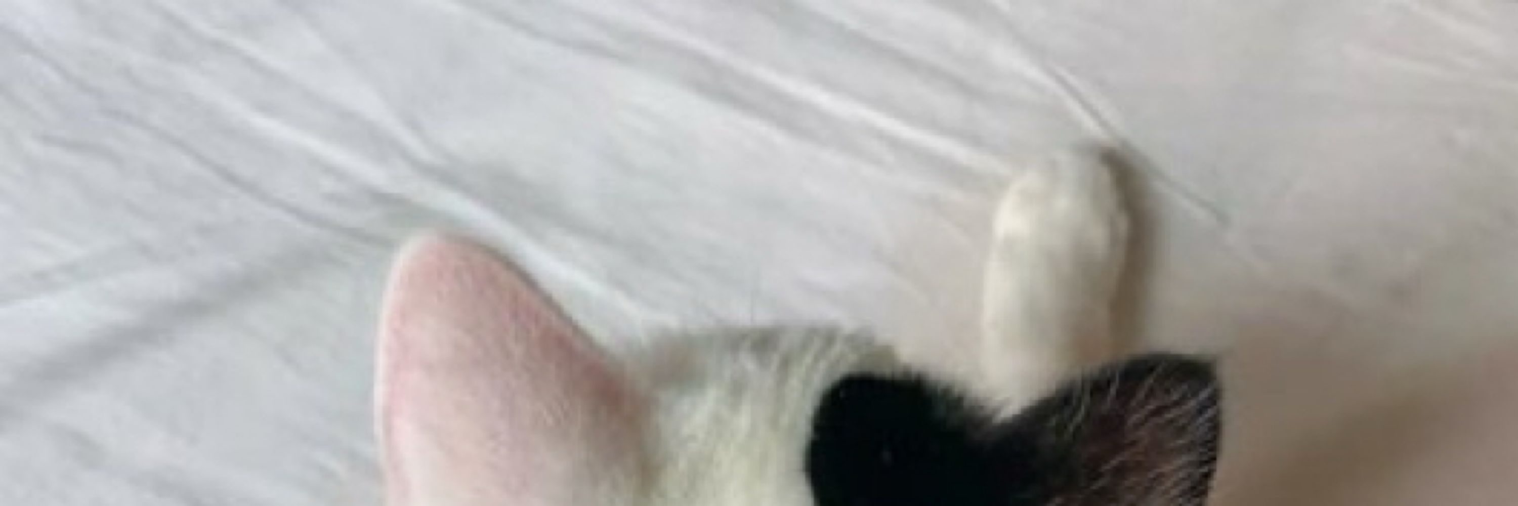 sh