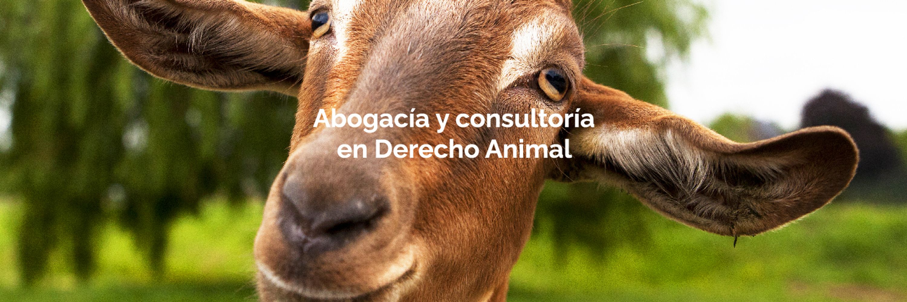 Animalex Abogacía