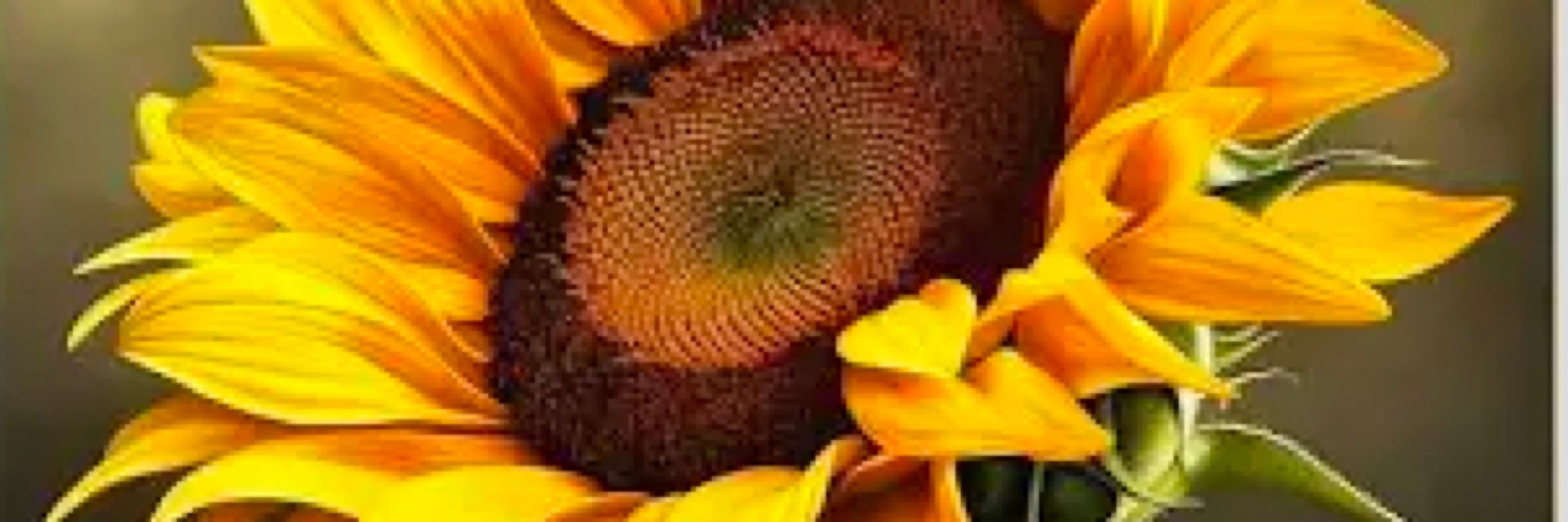 Betsy R.