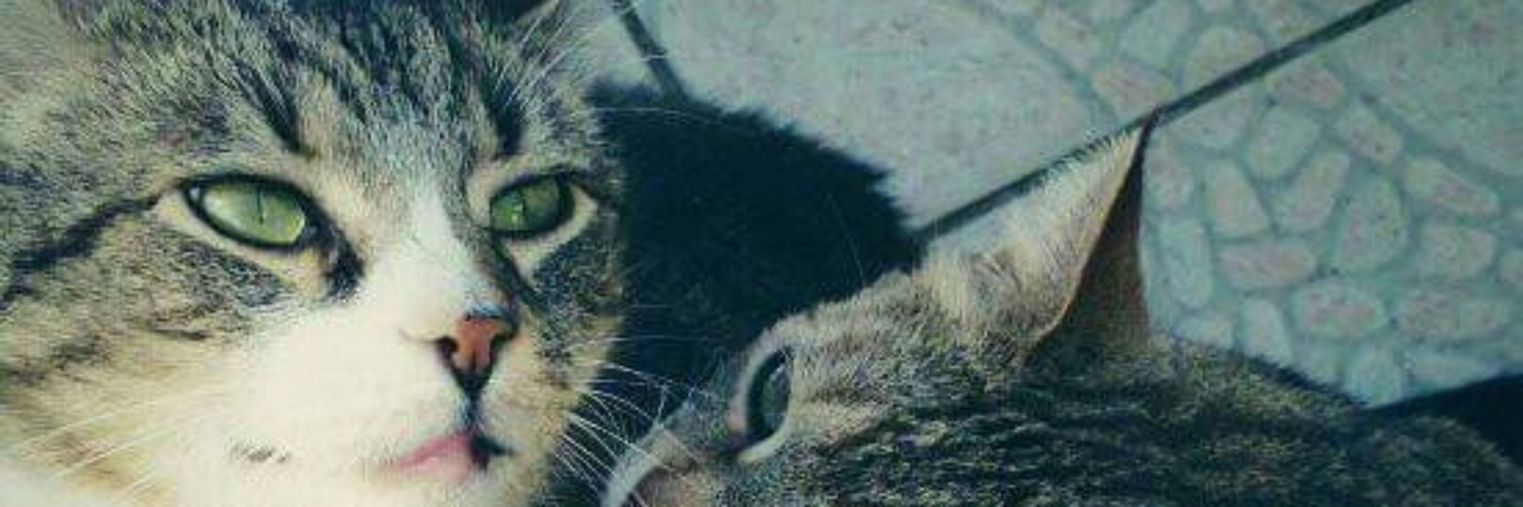 Sallenamagan 😺❤️