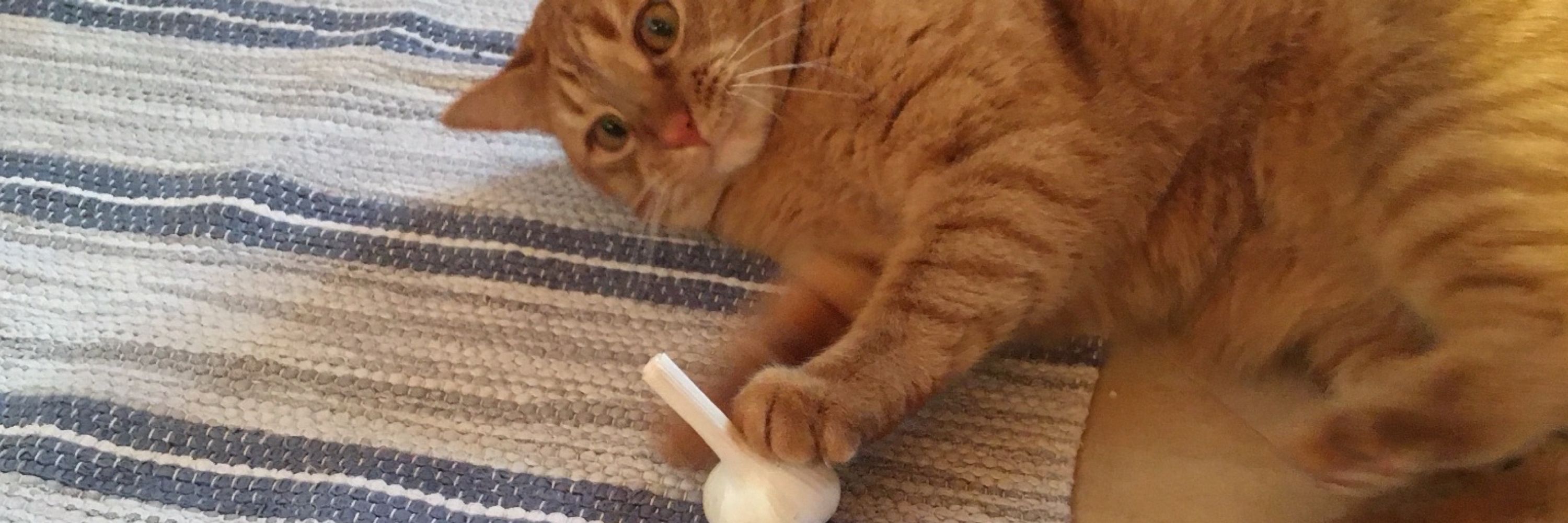 A Fat Cat From Sweden