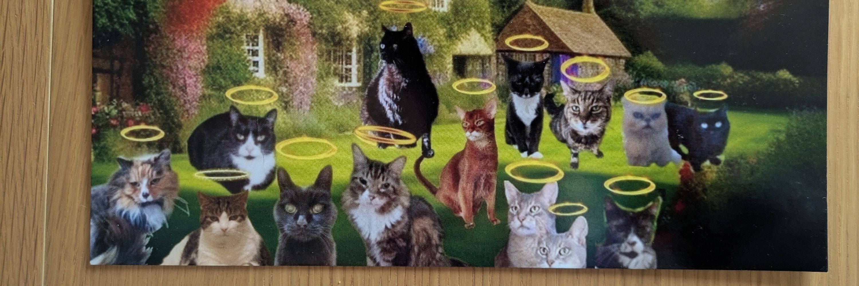 Super Senior Cats Club