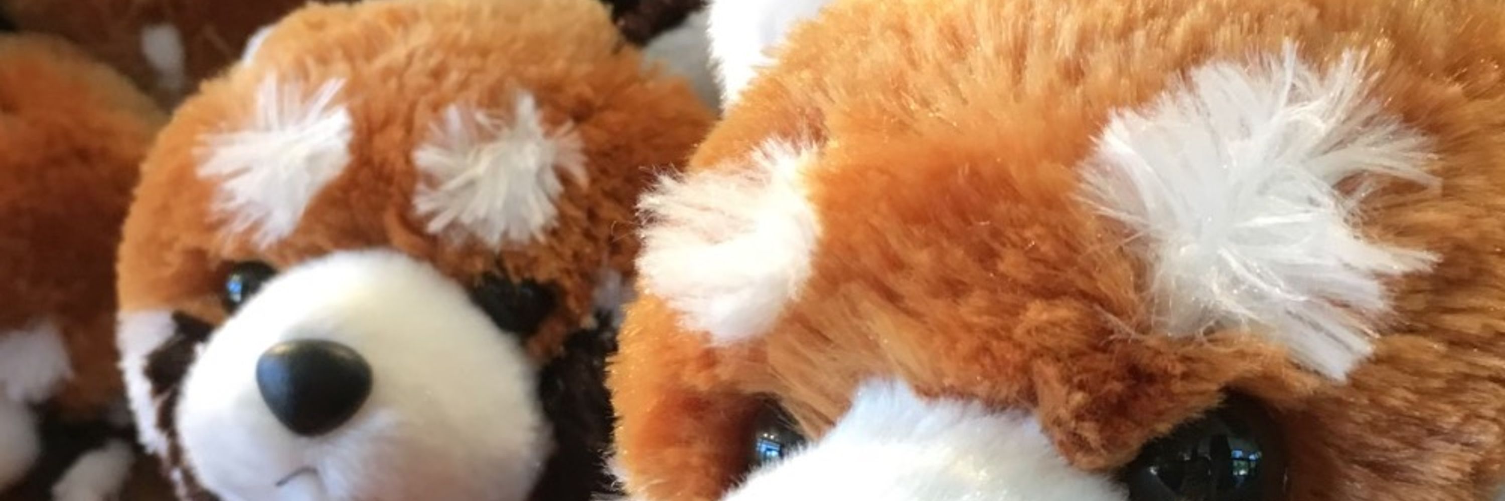 Panduh!