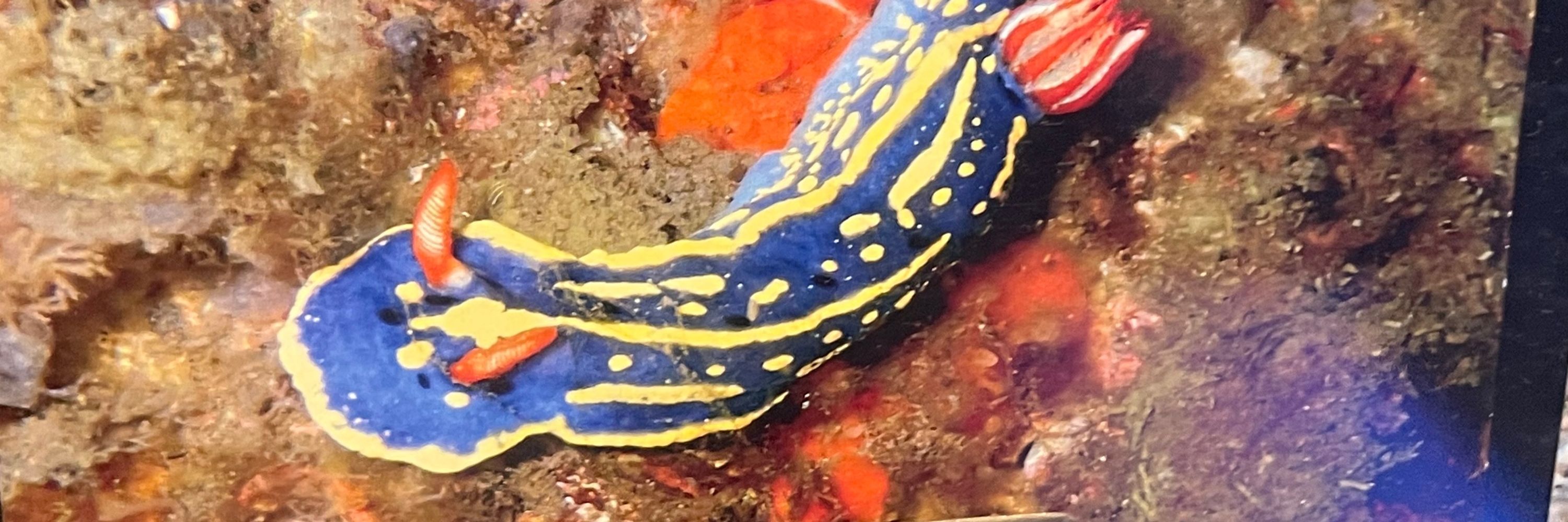 つくとどん