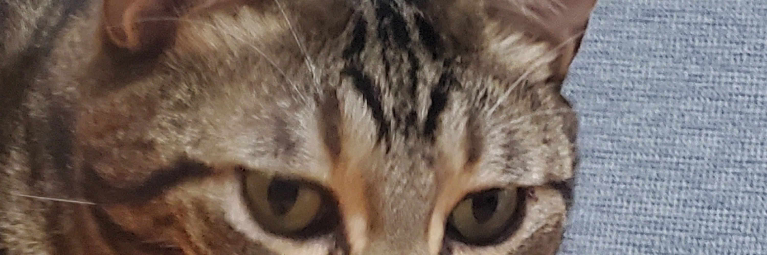raislx