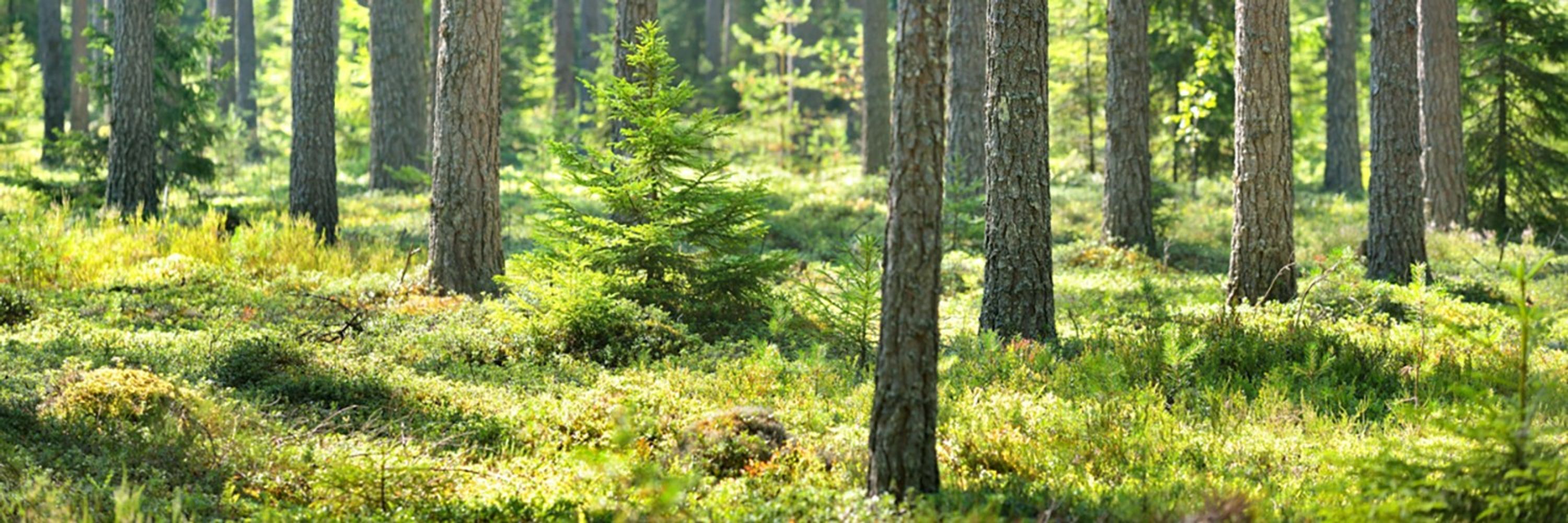 Metsäteollisuus