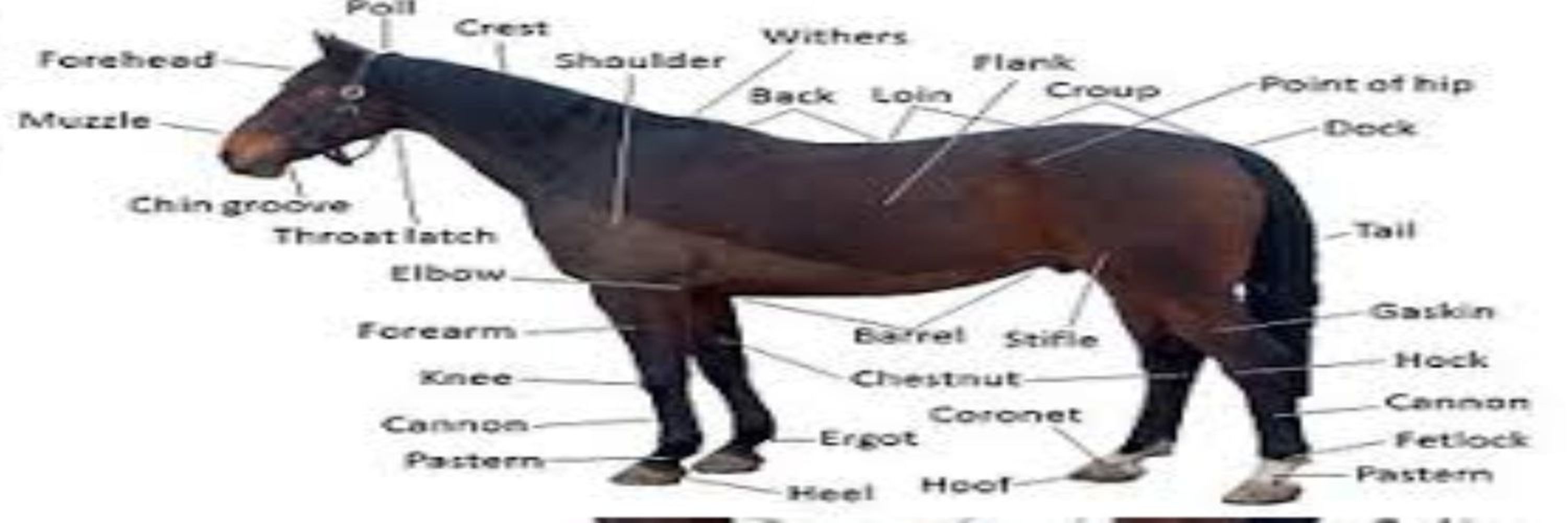 NutmegHorse