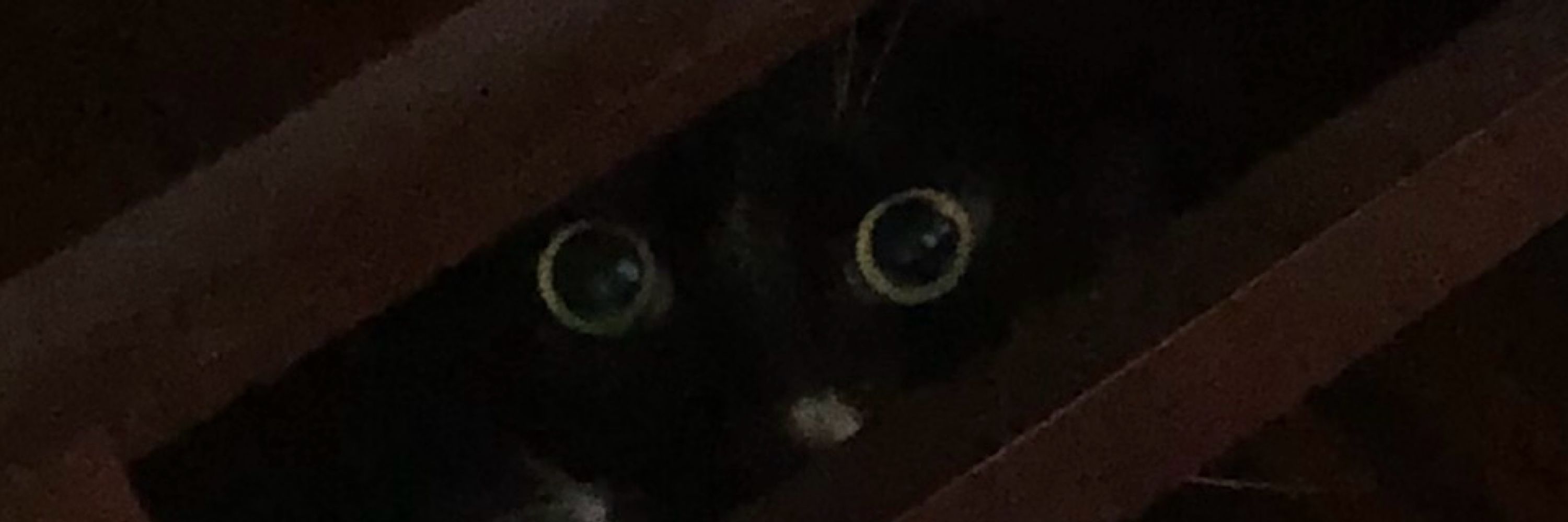 I’m not really a cat