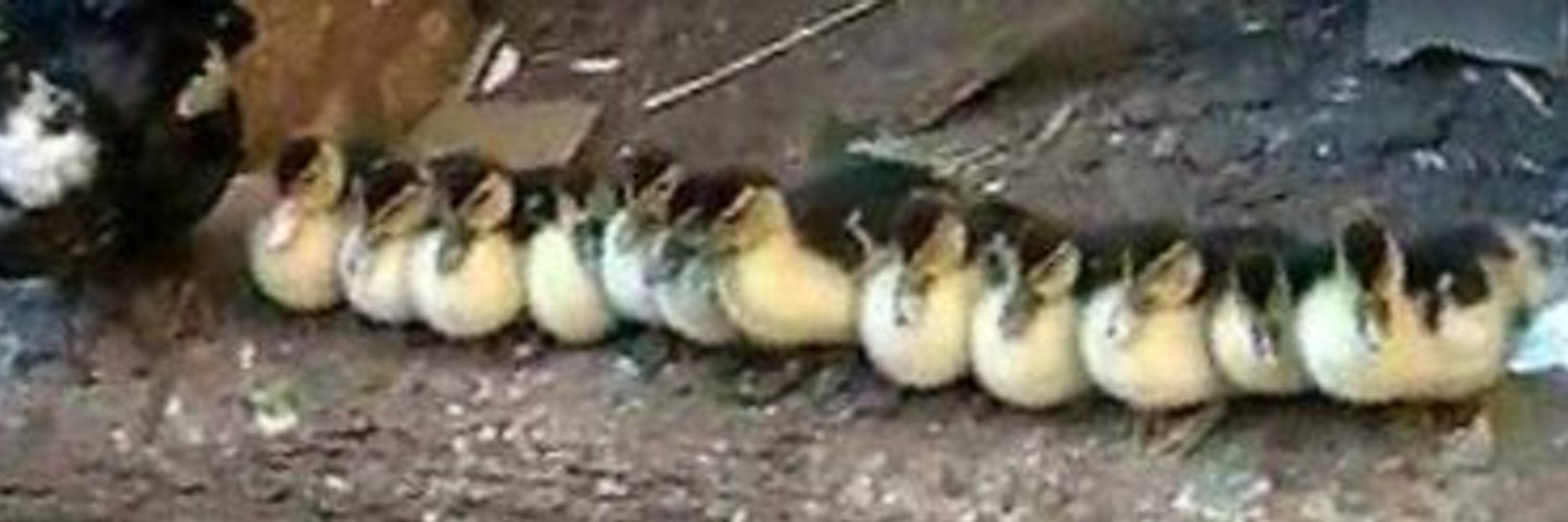 Ducky McDuckface