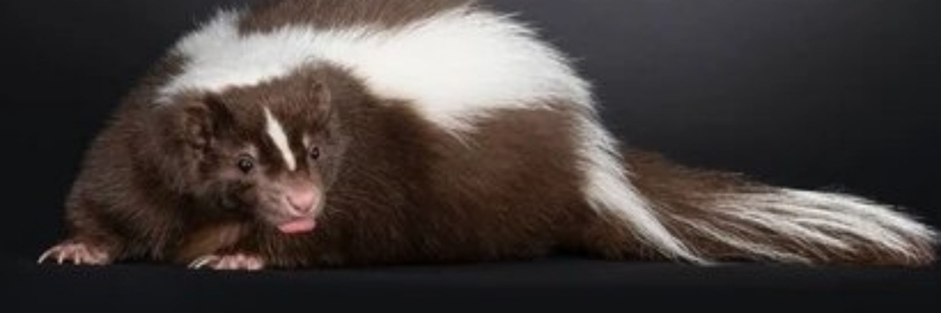 SKUNK🦨ROCKER