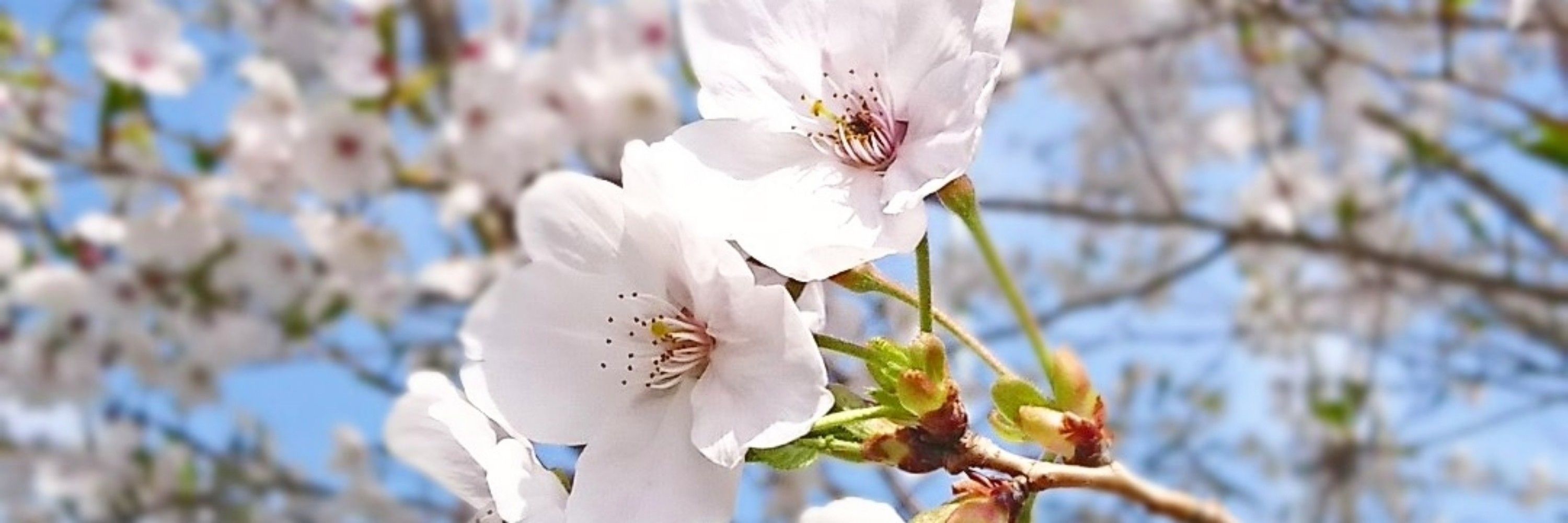 明本🌸あきら